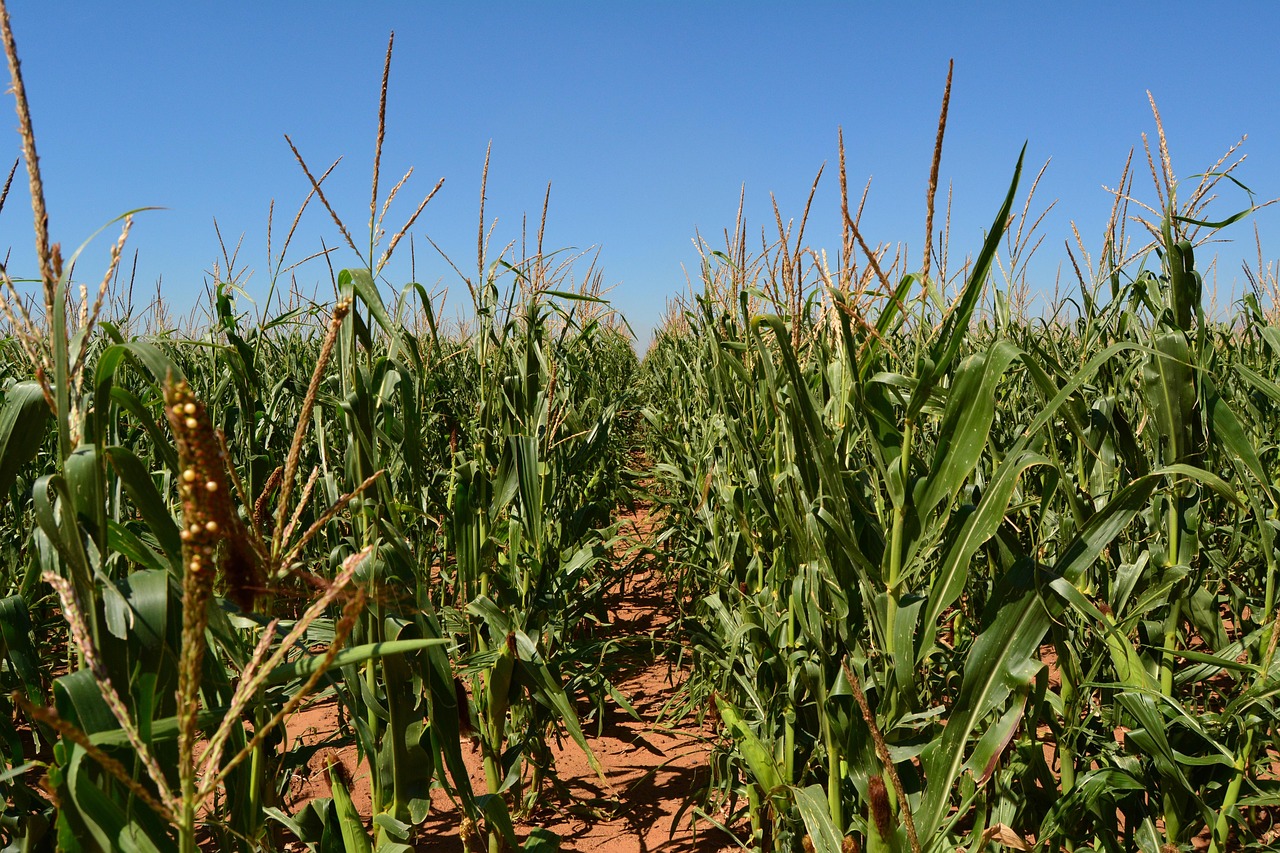 South African maize farm field